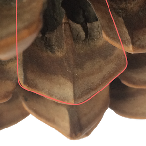 La Pigne. The pine cone.